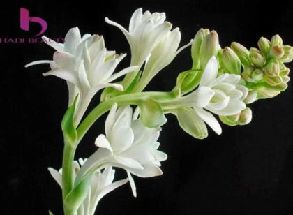Review nước hoa gucci bloom với hoa huệ trắng là điểm nhấn